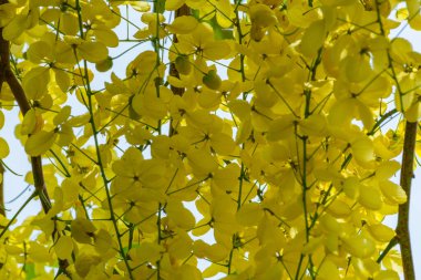 Suudi Arabistan, Jeddah 'da altın duş ağacı çiçek açtı