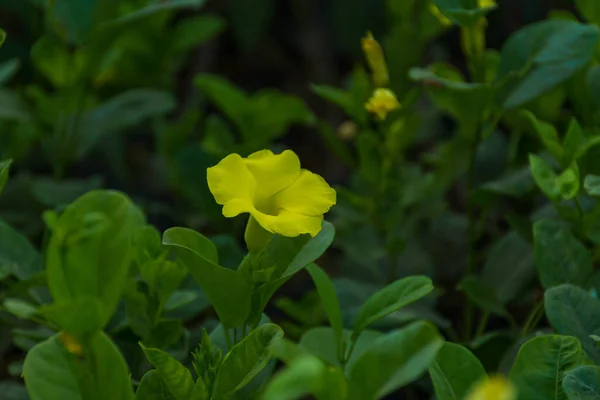 Yellow Oleander Flower Green Background — Stockfoto