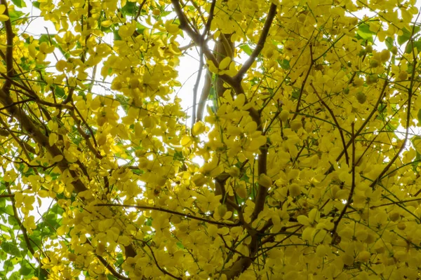 Golden Shower Tree Bloom Jeddah Saudi Arabia — Stockfoto