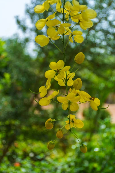 Golden Shower Tree Bloom Jeddah Saudi Arabia — Stockfoto