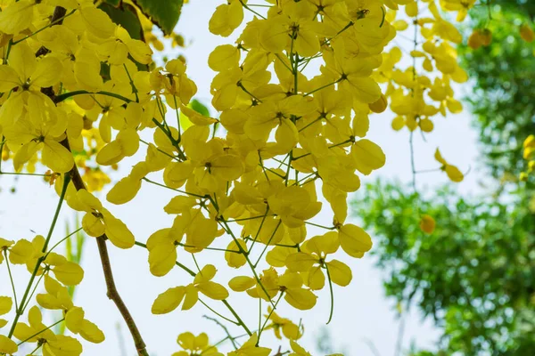 Golden Shower Tree Bloom Jeddah Saudi Arabia — Stockfoto