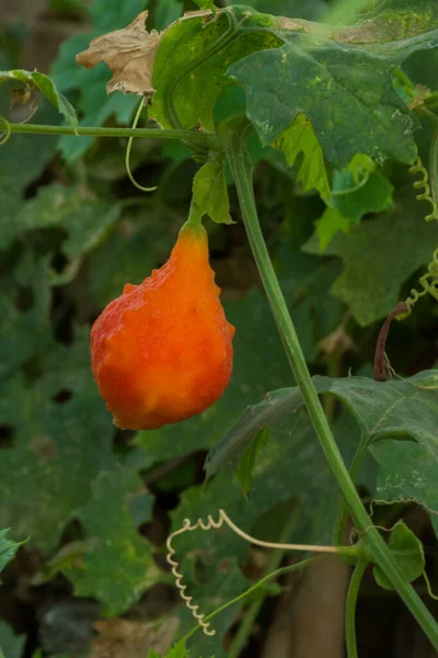 Red Fruit Plant Close Image — Stok fotoğraf