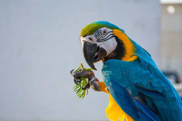 Arara Azul Amarela — Fotografia de Stock