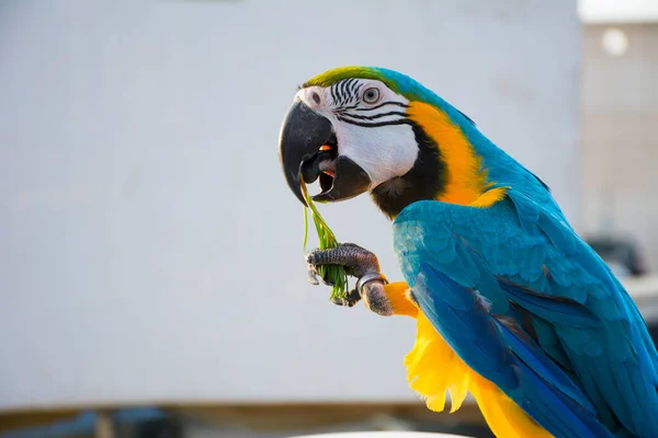 Arara Azul Amarela — Fotografia de Stock