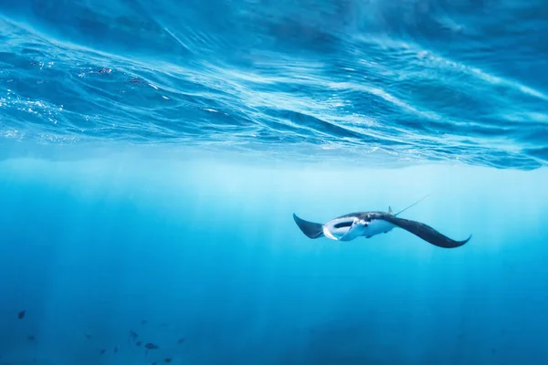 Vista Subaquática Raio Gigante Manta Oceânica Manta Birostris Observando Mundo Fotografia De Stock