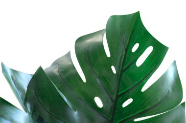 Büyük bir canavar yaprağı beyaz bir arka planda izole edilmiştir. Tropik yapraklar. Mesaj için yer var. Mocap, yaratıcı arkaplan.