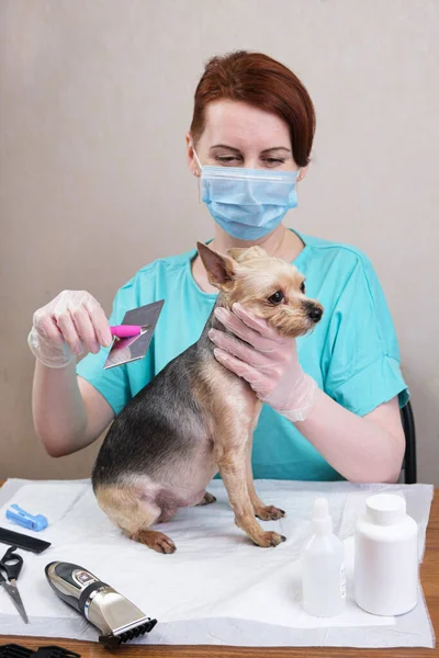 Groomer Woman Red Hair Medical Mask Combing Wool Yorkshire Terrier Stockfoto