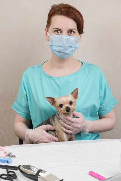 Yorkshire Terrier dog is sitting in the hands of a woman groomer in a medical mask after a haircut. Pedigree dog grooming, pet grooming. Blurred foreground
