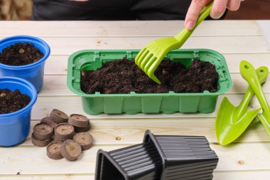 Kadın tohum kabındaki plastik bir tırmıkla toprağı gevşetiyor. Evde tohum ekme hazırlığı. Bahçıvanlık, sebze yetiştirme ve yiyecek için ot yetiştirme..