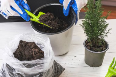 Kadın iç organları nakletmeye hazırlanıyor. Bir kadın elinde bir bahçe küreği tutuyor ve saksıya turba döküyor. Çiçek bakımı, yıllık çiçek nakli..