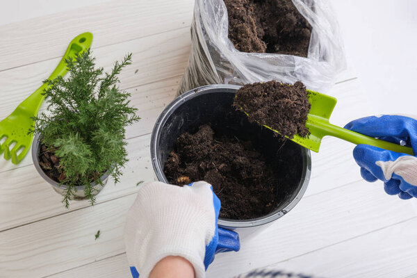 Woman in gardening gloves transplants an indoor juniper bush into a large flower pot. Gardener holds a garden shovel in her hands and pours peat into a flower pot. Houseplant care.