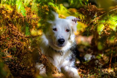 Saf Border Collie köpeği eğrelti otlarının arasında yatıyor.
