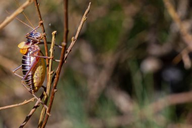 Dağ cırcırböceği bir dala tünemiş. Sierra de G böcekleri