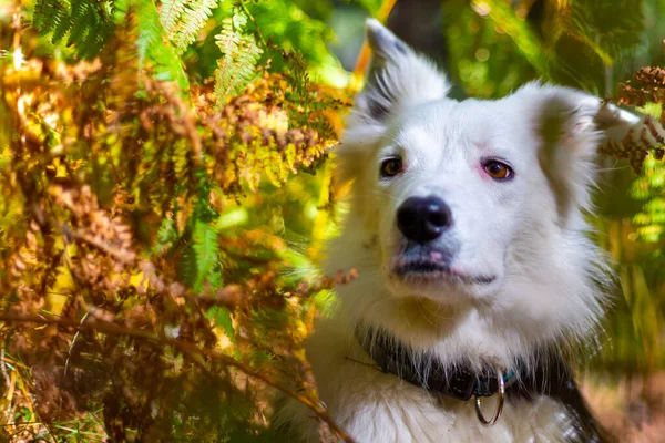 Saf Border Collie köpeği eğrelti otlarının arasında yatıyor.