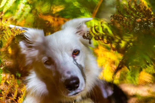 Saf Border Collie köpeği eğrelti otlarının arasında yatıyor.