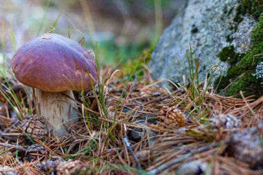 Sierra de Madrid 'den Boletus Edulis. Beyaz mantar ya da yenilebilir