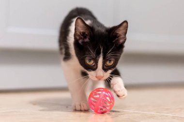 Beyaz sırtında pembe bir topla oynayan küçük siyah beyaz kedi.