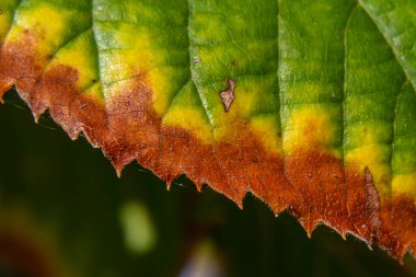Yazdan sonbahara kadar bir yaprağın başkalaşımı. Sonbahar rengi.