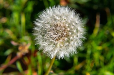 Yeşil arka planda beyaz karahindiba. Yabani çiçekler. Harika bir fikir.