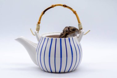 Seramik bir çaydanlıktan çıkan küçük kahverengi fare. Mutfak fareleri