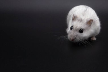 Siyah arka planda küçük beyaz bir fare. Beyaz hamster.