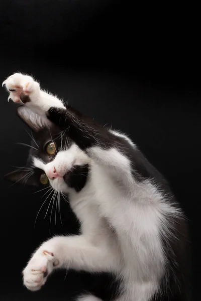 Small Black White Cat Playing Black Background — Stock Photo, Image