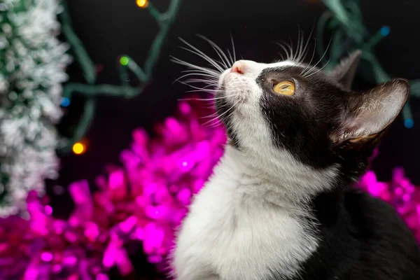 Mały Czarny Biały Kot Bawiący Się Świąteczną Dekoracją Ani — Zdjęcie stockowe