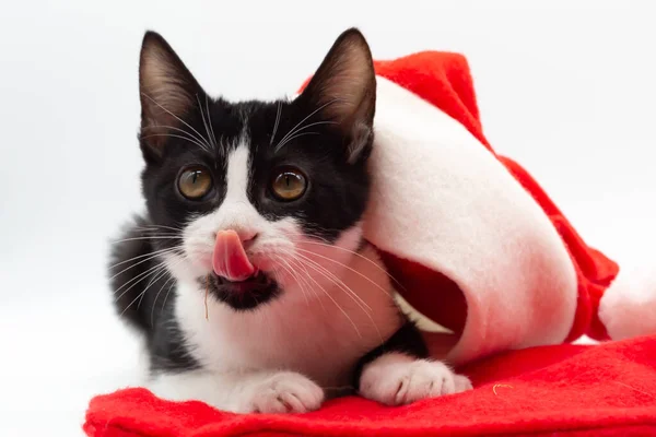 Mały Czarno Biały Kot Bawiący Się Kapeluszem Mikołaja Zwierzęta — Zdjęcie stockowe