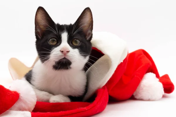Mały Czarno Biały Kot Bawiący Się Kapeluszem Mikołaja Boże Narodzenie — Zdjęcie stockowe