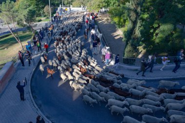 Madrid, İspanya... 24 Ekim 2021 Madrid Transhumance Festivali. Koyunlar ve keçiler, çobanlarıyla Madrid 'in en sembolik sokaklarında yürüyorlar..