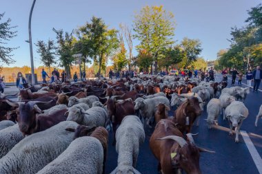 Madrid, İspanya... 24 Ekim 2021 Madrid Transhumance Festivali. Koyunlar ve keçiler, çobanlarıyla Madrid 'in en sembolik sokaklarında yürüyorlar..