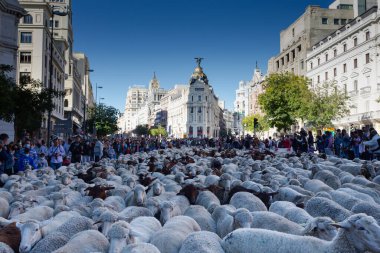 Madrid, İspanya... 24 Ekim 2021 Madrid Transhumance Festivali. Koyunlar ve keçiler, çobanlarıyla Madrid 'in en sembolik sokaklarında yürüyorlar..