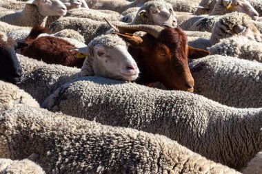 Madrid, İspanya... 24 Ekim 2021 Madrid Transhumance Festivali. Koyunlar ve keçiler, çobanlarıyla Madrid 'in en sembolik sokaklarında yürüyorlar..