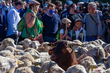 Madrid, İspanya... 24 Ekim 2021 Madrid Transhumance Festivali. Koyunlar ve keçiler, çobanlarıyla Madrid 'in en sembolik sokaklarında yürüyorlar..