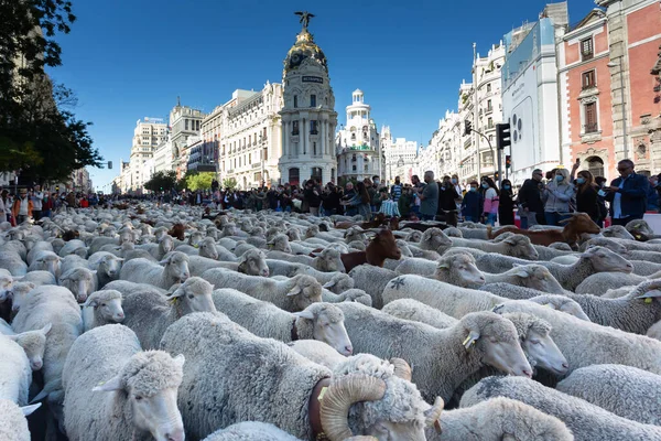 Μαδρίτη Ισπανία Οκτωβρίου 2021 Φεστιβάλ Μετάβασης Στη Μαδρίτη Πρόβατα Και — Φωτογραφία Αρχείου
