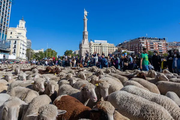 Madrid Spanien Oktober 2021 Festival Der Transhumanz Madrid Schafe Und — Stockfoto