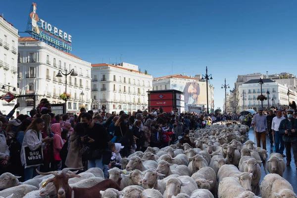Μαδρίτη Ισπανία Οκτωβρίου 2021 Φεστιβάλ Μετάβασης Στη Μαδρίτη Πρόβατα Και — Φωτογραφία Αρχείου