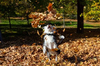 Saf Border Collie köpeği, kuru sonbahar yaprakları arasında oynuyor. Evcil hayvanlar. Parkta oynayan köpek.