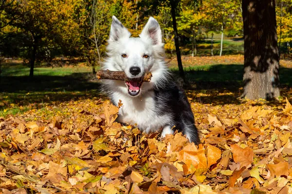 Fajtatiszta Border Collie Kutya Játszik Egy Bottal Száraz Őszi Levelek — Stock Fotó