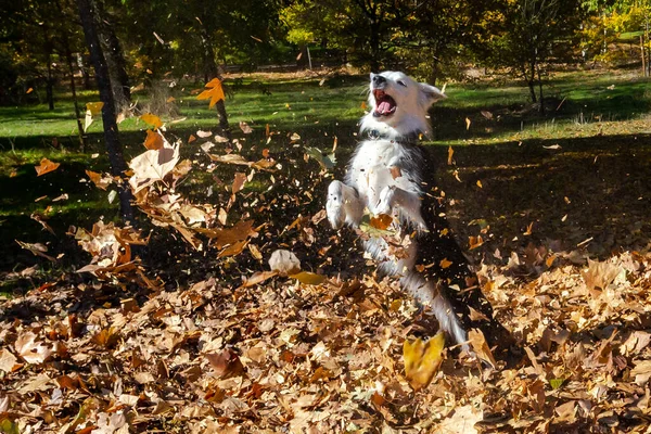 乾燥した秋の葉の間で遊ぶ純血種のボーダーコリー犬 ペット 公園で遊ぶ犬 — ストック写真