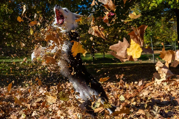 Chien Race Border Collie Jouant Parmi Les Feuilles Sèches Automne — Photo