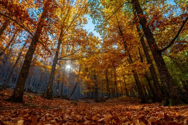 Sonbahar renkleri ile orman