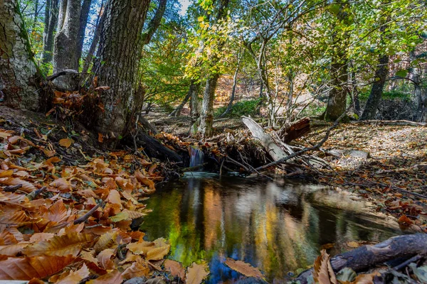 Río Moviéndose Bosque Dorado Otoño — Foto de Stock