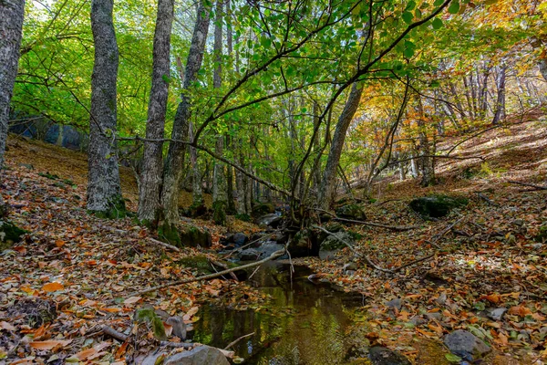 Floden Rör Sig Gyllene Skog Hösten — Stockfoto