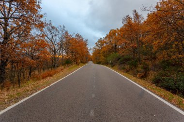 Yol kenarında sonbahar renkleriyle boyanmış ağaçlar. Sierra de