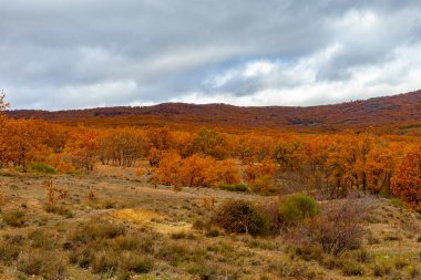 Sonbaharın renkleriyle boyanmış ağaçlar. Sonbaharda Sierra de Madrid
