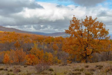 Sonbaharın renkleriyle boyanmış ağaçlar. Sonbaharda Sierra de Madrid