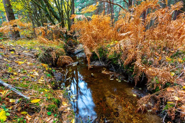 Moosiger Hochgebirgsfluss Herbst Berglandschaft Während — Stockfoto