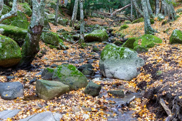 Vysoká Horská Řeka Mossy Podzim Horská Krajina Během — Stock fotografie