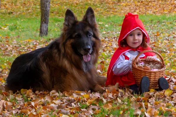 Little red riding hood and the big bad wolf in the enchanted forest. Little girl with costume